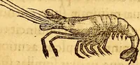 Picture 472 of 837 from Gvlielmi Rondeletii ... Libri de piscibus marinis, in quibus veræ piscium effigies expressæ sunt .. (1554), leaf 568