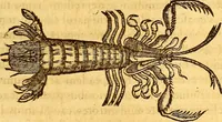 An illustration from Gvlielmi Rondeletii ... Libri de piscibus marinis, in quibus veræ piscium effigies expressæ sunt .. (1554)