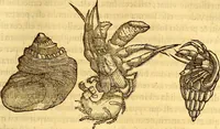 An illustration from Gvlielmi Rondeletii ... Libri de piscibus marinis, in quibus veræ piscium effigies expressæ sunt .. (1554)