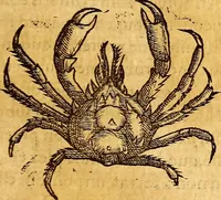 An illustration from Gvlielmi Rondeletii ... Libri de piscibus marinis, in quibus veræ piscium effigies expressæ sunt .. (1554)