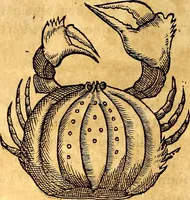 Picture 484 of 837 from Gvlielmi Rondeletii ... Libri de piscibus marinis, in quibus veræ piscium effigies expressæ sunt .. (1554), leaf 583