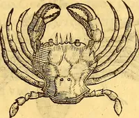 Picture 485 of 837 from Gvlielmi Rondeletii ... Libri de piscibus marinis, in quibus veræ piscium effigies expressæ sunt .. (1554), leaf 584