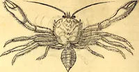 An illustration from Gvlielmi Rondeletii ... Libri de piscibus marinis, in quibus veræ piscium effigies expressæ sunt .. (1554)
