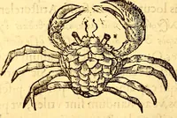 Picture 489 of 837 from Gvlielmi Rondeletii ... Libri de piscibus marinis, in quibus veræ piscium effigies expressæ sunt .. (1554), leaf 585