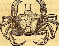 Picture 491 of 837 from Gvlielmi Rondeletii ... Libri de piscibus marinis, in quibus veræ piscium effigies expressæ sunt .. (1554), leaf 586