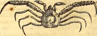 An illustration from Gvlielmi Rondeletii ... Libri de piscibus marinis, in quibus veræ piscium effigies expressæ sunt .. (1554)