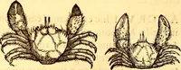 Picture 495 of 837 from Gvlielmi Rondeletii ... Libri de piscibus marinis, in quibus veræ piscium effigies expressæ sunt .. (1554), leaf 587