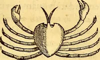 Picture 497 of 837 from Gvlielmi Rondeletii ... Libri de piscibus marinis, in quibus veræ piscium effigies expressæ sunt .. (1554), leaf 588