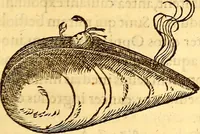 Picture 499 of 837 from Gvlielmi Rondeletii ... Libri de piscibus marinis, in quibus veræ piscium effigies expressæ sunt .. (1554), leaf 588