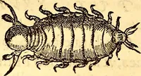 An illustration from Gvlielmi Rondeletii ... Libri de piscibus marinis, in quibus veræ piscium effigies expressæ sunt .. (1554)