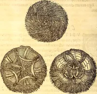 An illustration from Gvlielmi Rondeletii ... Libri de piscibus marinis, in quibus veræ piscium effigies expressæ sunt .. (1554)