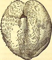 An illustration from Gvlielmi Rondeletii ... Libri de piscibus marinis, in quibus veræ piscium effigies expressæ sunt .. (1554)
