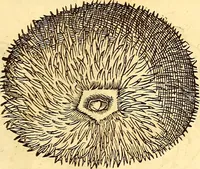An illustration from Gvlielmi Rondeletii ... Libri de piscibus marinis, in quibus veræ piscium effigies expressæ sunt .. (1554)