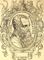 Picture 520 of 837 from Gvlielmi Rondeletii ... Libri de piscibus marinis, in quibus veræ piscium effigies expressæ sunt .. (1554), leaf 639