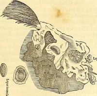 An illustration from Gvlielmi Rondeletii ... Libri de piscibus marinis, in quibus veræ piscium effigies expressæ sunt .. (1554)