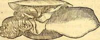 An illustration from Gvlielmi Rondeletii ... Libri de piscibus marinis, in quibus veræ piscium effigies expressæ sunt .. (1554)