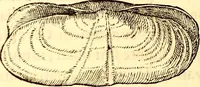 Picture 538 of 837 from Gvlielmi Rondeletii ... Libri de piscibus marinis, in quibus veræ piscium effigies expressæ sunt .. (1554), leaf 653