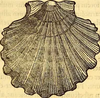 Picture 539 of 837 from Gvlielmi Rondeletii ... Libri de piscibus marinis, in quibus veræ piscium effigies expressæ sunt .. (1554), leaf 654