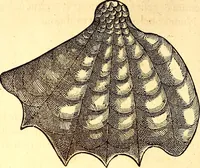 An illustration from Gvlielmi Rondeletii ... Libri de piscibus marinis, in quibus veræ piscium effigies expressæ sunt .. (1554)