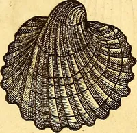 Picture 547 of 837 from Gvlielmi Rondeletii ... Libri de piscibus marinis, in quibus veræ piscium effigies expressæ sunt .. (1554), leaf 660