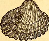 Picture 549 of 837 from Gvlielmi Rondeletii ... Libri de piscibus marinis, in quibus veræ piscium effigies expressæ sunt .. (1554), leaf 660