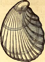 Picture 550 of 837 from Gvlielmi Rondeletii ... Libri de piscibus marinis, in quibus veræ piscium effigies expressæ sunt .. (1554), leaf 661