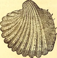 Picture 551 of 837 from Gvlielmi Rondeletii ... Libri de piscibus marinis, in quibus veræ piscium effigies expressæ sunt .. (1554), leaf 661