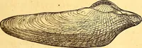 An illustration from Gvlielmi Rondeletii ... Libri de piscibus marinis, in quibus veræ piscium effigies expressæ sunt .. (1554)