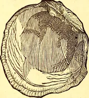 An illustration from Gvlielmi Rondeletii ... Libri de piscibus marinis, in quibus veræ piscium effigies expressæ sunt .. (1554)