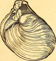 Picture 561 of 837 from Gvlielmi Rondeletii ... Libri de piscibus marinis, in quibus veræ piscium effigies expressæ sunt .. (1554), leaf 664