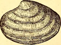 Picture 564 of 837 from Gvlielmi Rondeletii ... Libri de piscibus marinis, in quibus veræ piscium effigies expressæ sunt .. (1554), leaf 665