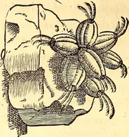 An illustration from Gvlielmi Rondeletii ... Libri de piscibus marinis, in quibus veræ piscium effigies expressæ sunt .. (1554)