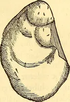 An illustration from Gvlielmi Rondeletii ... Libri de piscibus marinis, in quibus veræ piscium effigies expressæ sunt .. (1554)