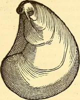 An illustration from Gvlielmi Rondeletii ... Libri de piscibus marinis, in quibus veræ piscium effigies expressæ sunt .. (1554)