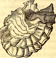 Picture 582 of 837 from Gvlielmi Rondeletii ... Libri de piscibus marinis, in quibus veræ piscium effigies expressæ sunt .. (1554), leaf 679