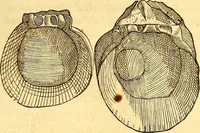An illustration from Gvlielmi Rondeletii ... Libri de piscibus marinis, in quibus veræ piscium effigies expressæ sunt .. (1554)