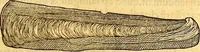 An illustration from Gvlielmi Rondeletii ... Libri de piscibus marinis, in quibus veræ piscium effigies expressæ sunt .. (1554)