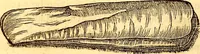 An illustration from Gvlielmi Rondeletii ... Libri de piscibus marinis, in quibus veræ piscium effigies expressæ sunt .. (1554)