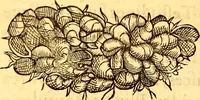 Picture 591 of 837 from Gvlielmi Rondeletii ... Libri de piscibus marinis, in quibus veræ piscium effigies expressæ sunt .. (1554), leaf 685
