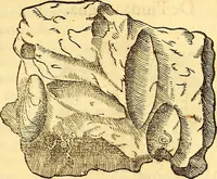 An illustration from Gvlielmi Rondeletii ... Libri de piscibus marinis, in quibus veræ piscium effigies expressæ sunt .. (1554)