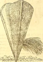 An illustration from Gvlielmi Rondeletii ... Libri de piscibus marinis, in quibus veræ piscium effigies expressæ sunt .. (1554)