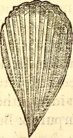 Picture 596 of 837 from Gvlielmi Rondeletii ... Libri de piscibus marinis, in quibus veræ piscium effigies expressæ sunt .. (1554), leaf 691