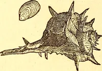 An illustration from Gvlielmi Rondeletii ... Libri de piscibus marinis, in quibus veræ piscium effigies expressæ sunt .. (1554)