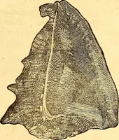 An illustration from Gvlielmi Rondeletii ... Libri de piscibus marinis, in quibus veræ piscium effigies expressæ sunt .. (1554)