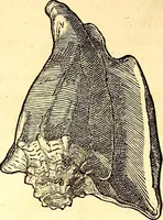 An illustration from Gvlielmi Rondeletii ... Libri de piscibus marinis, in quibus veræ piscium effigies expressæ sunt .. (1554)