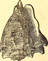 An illustration from Gvlielmi Rondeletii ... Libri de piscibus marinis, in quibus veræ piscium effigies expressæ sunt .. (1554)
