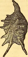 An illustration from Gvlielmi Rondeletii ... Libri de piscibus marinis, in quibus veræ piscium effigies expressæ sunt .. (1554)