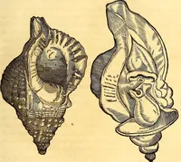 An illustration from Gvlielmi Rondeletii ... Libri de piscibus marinis, in quibus veræ piscium effigies expressæ sunt .. (1554)