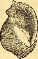 An illustration from Gvlielmi Rondeletii ... Libri de piscibus marinis, in quibus veræ piscium effigies expressæ sunt .. (1554)
