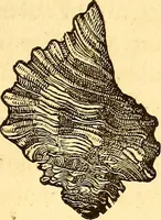 An illustration from Gvlielmi Rondeletii ... Libri de piscibus marinis, in quibus veræ piscium effigies expressæ sunt .. (1554)